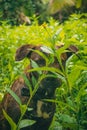 Mestizo brown dog hiding in the undergrowth